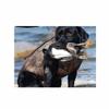 AVERY Boater's Dog Parka - Waterfowl Duck Hunting Durable Zippered 5mm Neoprene Tapered Dog Coat with Integrated Carry Handles, Natural Gear, 3X-Large view 2