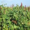 Tecomate Lablab Plus Deer Food Plot Seed Mix- The Standard for Maximum Summer Results from Our Tried and True Seed Varieties. Comes in a 20 Pound Bag view 4
