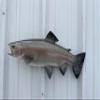 21 " Rainbow Trout Fish Wall Mount Fish Replica Trophy, for Restaurant Owners, Vacation Homes, Outdoors and Indoors, Fish Replicas by Mount This Fish Company 