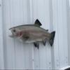 21 " Rainbow Trout Fish Wall Mount Fish Replica Trophy, for Restaurant Owners, Vacation Homes, Outdoors and Indoors, Fish Replicas by Mount This Fish Company  view 2