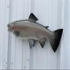 21 " Rainbow Trout Fish Wall Mount Fish Replica Trophy, for Restaurant Owners, Vacation Homes, Outdoors and Indoors, Fish Replicas by Mount This Fish Company  view 3
