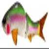 Attic Lightreal S290J Rainbow Trout view 1