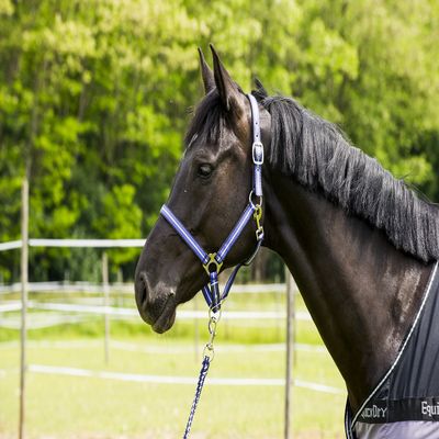 EKKIA 510613115 510613115 Horseback Riding Equipment, Black, Halter TRICOL.Doux PON.PUR/BLK
