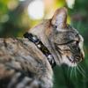 Buckle-Down Breakaway Cat Collar - White Rabbit Poses LOOKING FOR WONDERLAND/Clocks Black/Golds - 1/2" Wide - Fits 8-12" Neck - Medium view 2