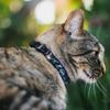 Buckle-Down Breakaway Cat Collar - Elsa the Snow Queen Poses/Snowflakes LET IT GO Blues/White - 1/2" Wide - Fits 8-12" Neck - Medium view 2