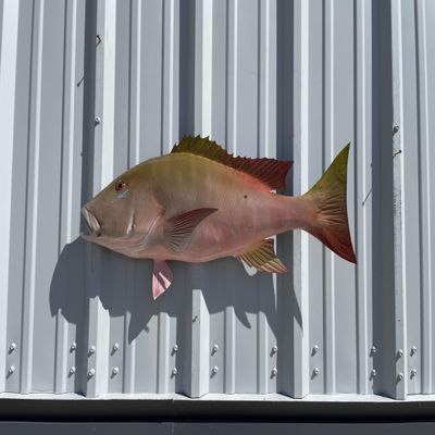 Mutton Snapper Wall Mount  32 Inch Half Mount Fish Replica for Fishing & Coastal Wall Decor