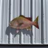 Mutton Snapper Wall Mount  32 Inch Half Mount Fish Replica for Fishing & Coastal Wall Decor view 1