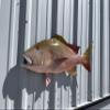 Mutton Snapper Wall Mount  32 Inch Half Mount Fish Replica for Fishing & Coastal Wall Decor view 2