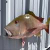 Mutton Snapper Wall Mount  32 Inch Half Mount Fish Replica for Fishing & Coastal Wall Decor view 3