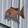 Mutton Snapper Wall Mount  32 Inch Half Mount Fish Replica for Fishing & Coastal Wall Decor view 4