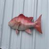 30 Inch Red Snapper Half Mount Fish Replica  Fiberglass Wall Decor for Indoor or Outdoor Display view 3