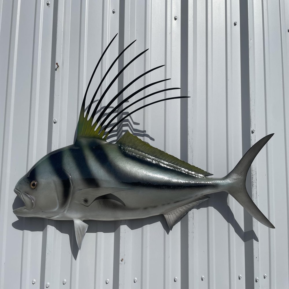 44" Roosterfish Half Sided Fish Mount Replica - Affordable Coastal Decor - Indoors Or Outside