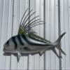 44" Roosterfish Half Sided Fish Mount Replica - Affordable Coastal Decor - Indoors Or Outside view 1