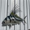 44" Roosterfish Half Sided Fish Mount Replica - Affordable Coastal Decor - Indoors Or Outside view 2