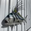 44" Roosterfish Half Sided Fish Mount Replica - Affordable Coastal Decor - Indoors Or Outside view 3