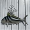 44" Roosterfish Half Sided Fish Mount Replica - Affordable Coastal Decor - Indoors Or Outside view 4