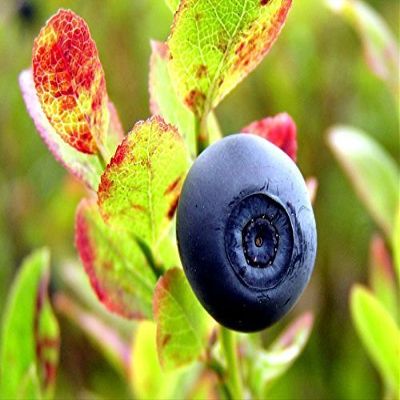 20 BILBERRY Fruit Shrub European Blueberry Vaccinium Myrtillus Seeds, Model: , Outdoor/Garden Store, Repair & Hardware