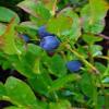 20 BILBERRY Fruit Shrub European Blueberry Vaccinium Myrtillus Seeds, Model: , Outdoor/Garden Store, Repair & Hardware view 2