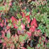 20 BILBERRY Fruit Shrub European Blueberry Vaccinium Myrtillus Seeds, Model: , Outdoor/Garden Store, Repair & Hardware view 3