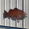 42" Cubera Snapper Half Mount Fish Replica,Fishing Wall & Coastal Decor view 1