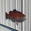 42" Cubera Snapper Half Mount Fish Replica,Fishing Wall & Coastal Decor view 2