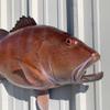 42" Cubera Snapper Half Mount Fish Replica,Fishing Wall & Coastal Decor view 3