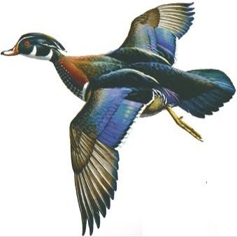 4 Inch Duck Hunting Ducks Hunter Mallard Hunt Waterfowl Removable Peel Self Stick Wall Decal Sticker Art Rustic Lodge Cabin Outdoor Wildlife Home Decor 4 1/2 inch Wide by 4 inch Tall