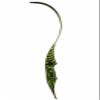 Great Plains Recurve Bow Green Mamba 30# RH view 4