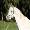 Hunters Saddlery Horse Rope Halters - 11 Sizes - Miniature, Foal, Weanling, Pony, Cob/Arab, Horse, Warmblood, Draft & Custom (Miniature Foal, Purple) view 4