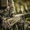 Hunters Specialties HS Strut Triple Trauma Adjustable Turkey Flock Effect Hunting Poplar Wood Box Call view 2