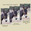 HalterUp Miniature Horse Halters and Lead Ropes (2 Item Bundle) Available in 10 Colors (Brown, Medium) view 2