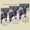HalterUp Miniature Horse Halters and Lead Ropes (2 Item Bundle) Available in 10 Colors (Blue, Large) view 2