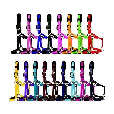 KM Elite Padded Luxury Head Collar - Various Bright Colours - Various Sizes (Hot Green, Large)