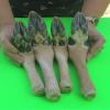 TruBlu Supply Real Deer Foot Feet Hoof L Shaped for Making Gun Racks Wall Hooks (Set of Two) view 4
