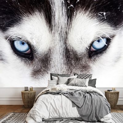 wall26 - Close Up on Blue Eyes of a Husky Dog - Removable Wall Mural | Self-Adhesive Large Wallpaper - 100x144 inches