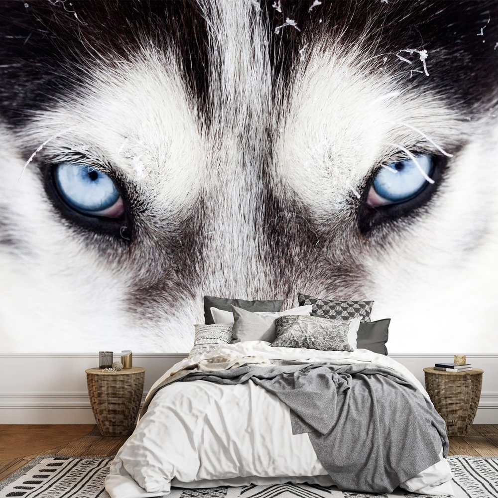 wall26 - Close Up on Blue Eyes of a Husky Dog - Removable Wall Mural | Self-Adhesive Large Wallpaper - 100x144 inches