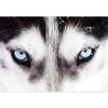 wall26 - Close Up on Blue Eyes of a Husky Dog - Removable Wall Mural | Self-Adhesive Large Wallpaper - 100x144 inches view 2