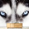 wall26 - Close Up on Blue Eyes of a Husky Dog - Removable Wall Mural | Self-Adhesive Large Wallpaper - 100x144 inches view 3