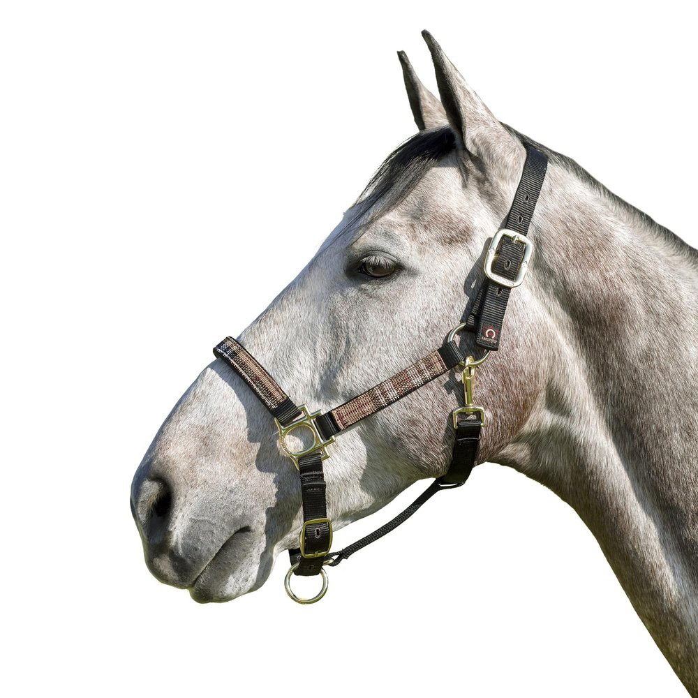 Kensington Premium Halter with Padded Nose Stronger Than Leather Padded Nose Piece Adds Comfort and Control Throat Snap for Identical Fit - Large, Black w/Deluxe Black