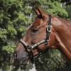 Kensington Premium Halter with Padded Nose Stronger Than Leather Padded Nose Piece Adds Comfort and Control Throat Snap for Identical Fit - Large, Black w/Deluxe Black view 2