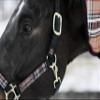 Kensington Premium Halter with Padded Nose Stronger Than Leather Padded Nose Piece Adds Comfort and Control Throat Snap for Identical Fit - Large, Black w/Deluxe Black view 3