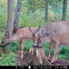 Ani-Logics Outdoors Mineral Dirt 180 Liquid Deer Mineral - Pour-On Attractant for Blocks, Logs, & Stumps - Create Mineral Licks & Support Herd Health - 1 Gallon view 4