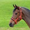 Cottage Craft Padded Headcollar (Small Pony) (Red) view 1