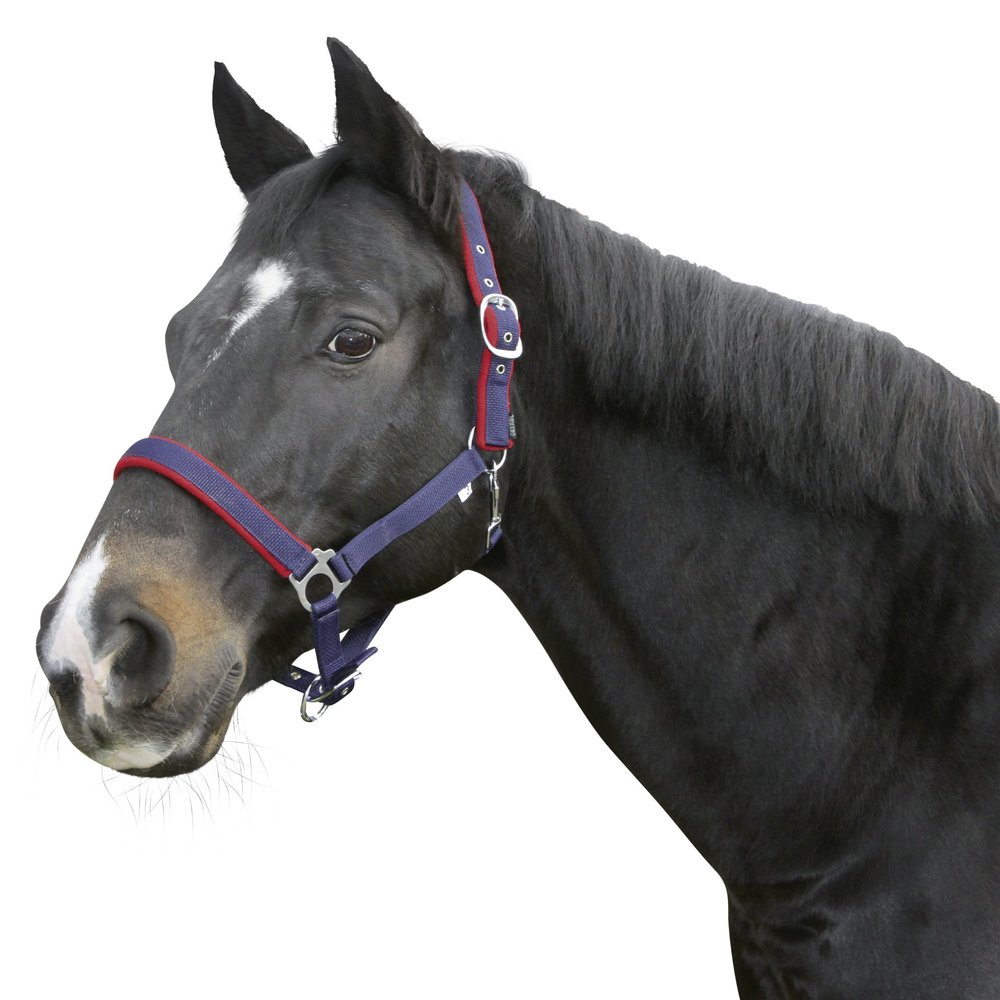 Kerbl Dexter with Fleece Padding Size 00 Holster  One Size, Unisex, Halfter Dexter mit Fleeceunterlage, Blau, Gre 00, Blue