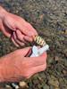 Pro-Cure Trophy Trout Baitwaxx, 0.55 Ounce view 3
