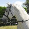 Rhinegold Anatomic Cavesson Bridle - Pony - Havana view 2