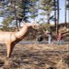 Real Wild 3D Big Buck Archery Target with Replaceable Midsection Core view 3
