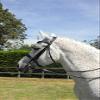 Rhinegold Anatomic Double Bridle - Full - Black view 2