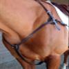 Nunn Finer 3-Way Breastplate with Elastic - Havana & Zinc
