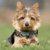 Pets First NFL Seattle Seahawks Licensed PET COLLAR, Extra Large - Heavy-Duty, Strong, and Durable Dog Collar. Available in 31 Football Teams and 4 Sizes view 3
